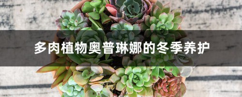 多肉植物奥普琳娜的冬季养护