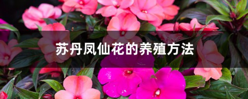 苏丹凤仙花的养殖方法