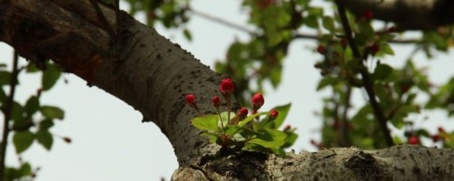 安顺适合养什么花，市花和市树是什么