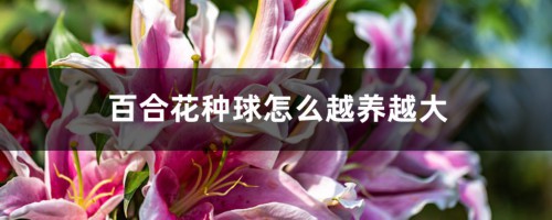 百合花种球怎么越养越大，百合对土壤有什么要求