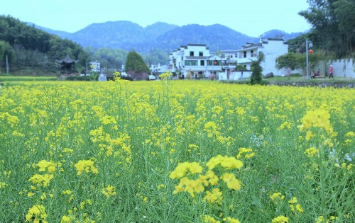 油菜花