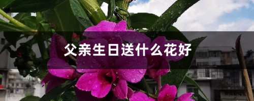 父亲生日送什么花好