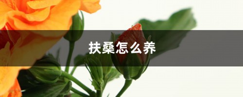 扶桑怎么养