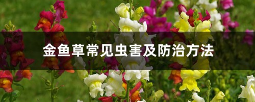 金鱼草常见虫害及防治方法