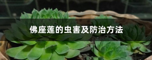 佛座莲的虫害及防治方法