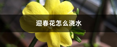 迎春花怎么浇水