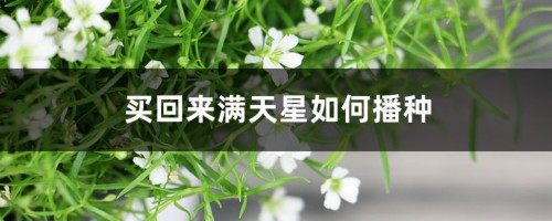 买回来满天星如何播种