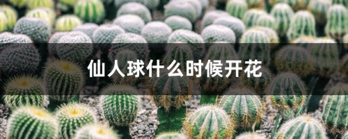 仙人球什么时候开花