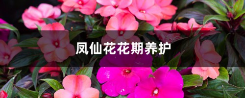 凤仙花花期养护