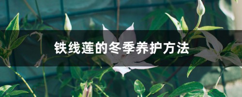 铁线莲的冬季养护方法